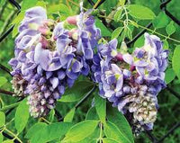 American Blauregen (Blauregen frutescens) Blumensamen zur Aussaat ideal Rabatten Traditionssorte & ohne Gentechnik Samen Hausgarten
