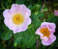 Gelb Weiß Rosa Xanthina Blumensamen zur Aussaat Traditionssorte ohne Gentechnik PollinatorFriendly biologisch Samen