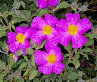 Creticus Blumensamen zur Aussaat – lang Blüte Saison – Traditionssorte & ohne Gentechnik Samen Hausgarten