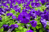 Petunien Samen Grandiflora Violett