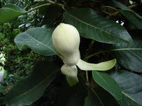 Magnolia Insignis (Manglietia) Evergreen duftend Blumen Samen