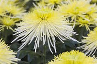 Japan Spider Chrysantheme Blumensamen zur Aussaat – Garten beliebt – Traditionssorte & ohne Gentechnik Samen Haus Garde