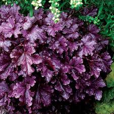 tief Lila Heuchera zur Aussaat farbenfroh Schau Traditionssorte & ohne Gentechnik Samen Hausgarten