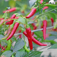 Chili Samen Sawia Fe Grande