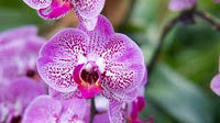 Rosa Schmetterling Orchidee Blumensamen zur Aussaat – duftend Blüten – Traditionssorte & ohne Gentechnik Samen Hausgarten