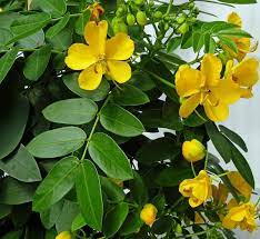 Bubble Senna Samen zur Aussaat Senna Corymbosa Blume Beet native landscape