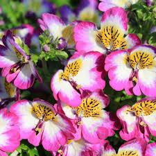 Schizanthus Blumensamen zur Aussaat – Wildblume Mischung – Traditionssorte & ohne Gentechnik Samen Hausgarten