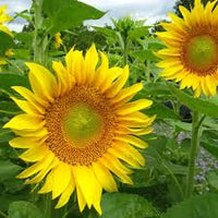 Gelb Sonnenblume Blumensamen zur Aussaat – pflegeleicht – Traditionssorte & ohne Gentechnik Samen Hausgarten