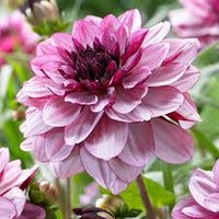 zart Rosa Two Dahlie Blumensamen zur Aussaat ideal Rabatten Traditionssorte & ohne Gentechnik Samen Hausgarten
