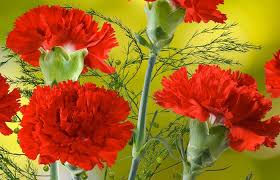 Rot Nelke Blumensamen robust Sorte Traditionssorte & ohne Gentechnik Samen Hausgarten