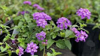 Violett Wandelröschen Blumensamen lang Blüte Saison Traditionssorte & ohne Gentechnik Samen Hausgarten