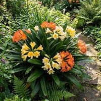 Gemischt Clivia Blumensamen zur Aussaat – Halbschatten verträglich – Traditionssorte & ohne Gentechnik Samen Hausgarten