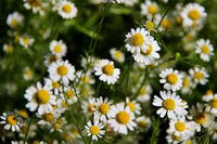 Chamomile Blumensamen zur Aussaat – robust Sorte – Traditionssorte & ohne Gentechnik Samen Hausgarten