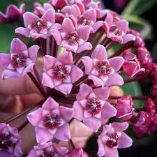 hell Violett Hoya Carnosa Blumensamen zur Aussaat leuchtend Blüten Traditionssorte & ohne Gentechnik Samen Hausgarten
