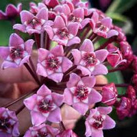 hell Violett Hoya Carnosa Blumensamen zur Aussaat leuchtend Blüten Traditionssorte & ohne Gentechnik Samen Hausgarten