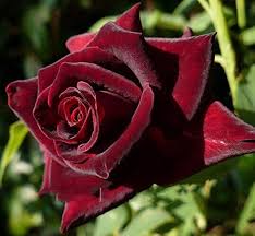 Rot Baccara Blumensamen zur Aussaat – saisonal Dauerblüher – Traditionssorte & ohne Gentechnik Samen Hausgarten