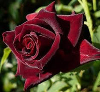 Rot Baccara Blumensamen zur Aussaat – saisonal Dauerblüher – Traditionssorte & ohne Gentechnik Samen Hausgarten
