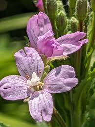 Epilobium Parviflorum Blumensamen zur Aussaat – saisonal Dauerblüher – Traditionssorte & ohne Gentechnik Samen Hausgarten