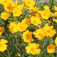 Multi Lanceolata Blumensamen zur Aussaat ideal Rabatten Traditionssorte & ohne Gentechnik Samen Hausgarten