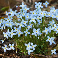 Houstonia caerulea Samen fuer Steingarten