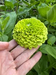 Lime Grün Mittagsgold Blumensamen zur Aussaat Schnitt Blume beliebt Traditionssorte & ohne Gentechnik Samen Hausgarten