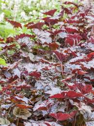 Gemischt Heuchera Micrantha Blumensamen zur Aussaat – farbenfroh Schau – Traditionssorte & ohne Gentechnik Samen Hausgarten