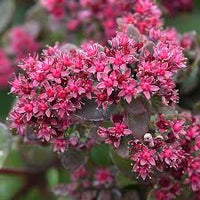 Rosa Sedum Blumensamen zur Aussaat – Drought verträglich – Traditionssorte & ohne Gentechnik Samen Hausgarten