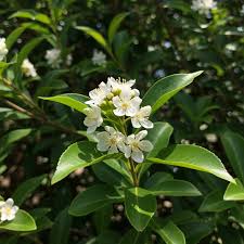 Weiß Ligustrum Blumensamen zur Aussaat – duftend Blüten – Traditionssorte & ohne Gentechnik Samen Hausgarten