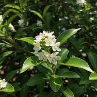 Weiß Ligustrum Blumensamen zur Aussaat – duftend Blüten – Traditionssorte & ohne Gentechnik Samen Hausgarten