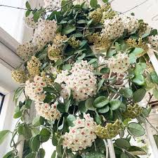 Grün Weiß Hoya Blumensamen zur Aussaat – leuchtend – Traditionssorte & ohne Gentechnik Samen Hausgarten