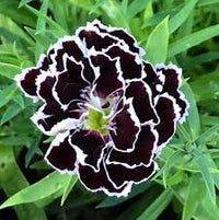 Schwarz Nelke Blumensamen zur Aussaat sonnenliebend Traditionssorte & ohne Gentechnik Samen Hausgarten