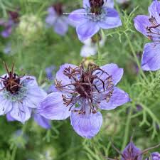 Nigella Love the Mist Midnight Blau Samen elegant – Blau Blumen