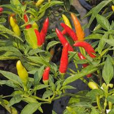 Semillas de pimiento Tabasco rojo y amarillo para huertos de verduras