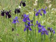 Violett Bulleyana Blumensamen zur Aussaat – Wildblume Mischung – Traditionssorte & ohne Gentechnik Samen Hausgarten