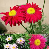 Gemischt Pyrethrum Blumensamen zur Aussaat Wildblume Mischung Traditionssorte & ohne Gentechnik Samen Hausgarten