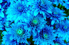 Chrysantheme Blau Weiß Blumensamen zur Aussaat – pflegeleicht – Traditionssorte & ohne Gentechnik Samen Hausgarten