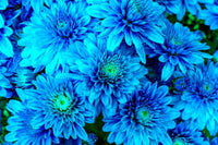 Chrysantheme Blau Weiß Blumensamen zur Aussaat – pflegeleicht – Traditionssorte & ohne Gentechnik Samen Hausgarten