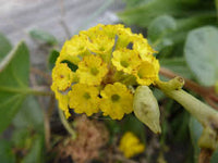 Gelb Eisenkraut Didyma Blumensamen zur Aussaat – kompakt Wuchs – Traditionssorte & ohne Gentechnik Samen Hausgarten