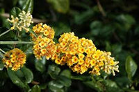 Sommerflieder Weyeriana Blumensamen zur Aussaat – hochwertige Qualitäts- – Traditionssorte & ohne Gentechnik Samen Hausgarten