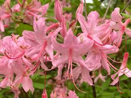 klein Rosa Rhododendron Blumensamen zur Aussaat lang Blüte Saison Traditionssorte & ohne Gentechnik Samen Hausgarten