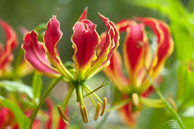 Gelb Rot Gloriosa Superba Blumensamen zur Aussaat – leuchtend Blüten – Traditionssorte & ohne Gentechnik Samen Hausgarten