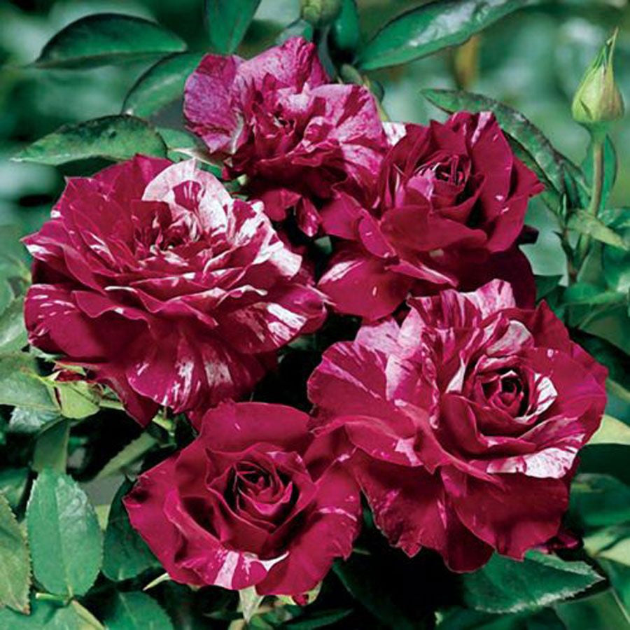 Dragon Rose mehrfarbig Blumensamen zur Aussaat lang Blüte Saison Traditionssorte & ohne Gentechnik Samen Hausgarten