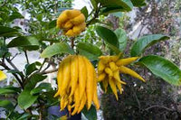 Buddha's Hand Blumensamen zur Aussaat – Anzucht – Traditionssorte & ohne Gentechnik Samen Hausgarten