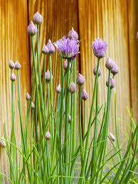 Chive Samen for für den Hausgarten