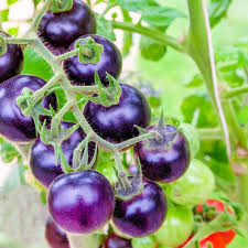 Lavender Tomate Samen - Perfect zum Pflanzen