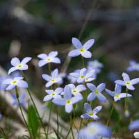 Houstonia caerulea Samen fuer Steingarten