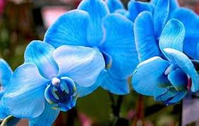 Blau Weiß Schmetterlingsorchidee Orchidee Blumensamen zur Aussaat Landhaus Garten wichtig Traditionssorte & ohne Gentechnik Samen Hausgarten