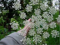 Heracleum Lanatum Blumensamen zur Aussaat lang Blüte Saison Traditionssorte & ohne Gentechnik Samen Hausgarten