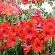 Hippeastrum Rutilum Blumensamen zur Aussaat – Anzucht – Traditionssorte & ohne Gentechnik Samen Hausgarten