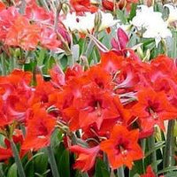 Hippeastrum Rutilum Blumensamen zur Aussaat – Anzucht – Traditionssorte & ohne Gentechnik Samen Hausgarten